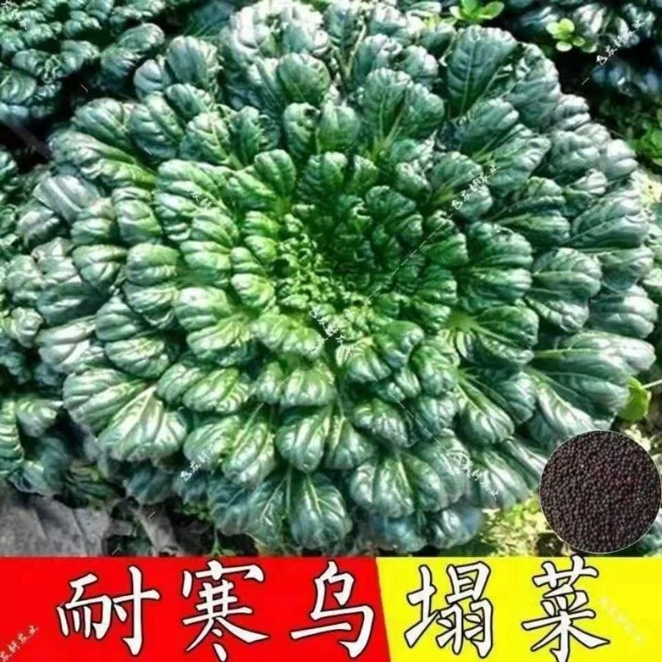 正宗小八叶乌塌菜种子黑白菜黑青菜春夏秋冬季种籽四季农家冬天