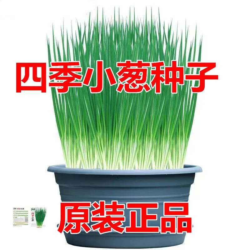 小香葱籽种子四季易种细香葱种子阳台盆栽绿葱种子批发家庭菜种籽