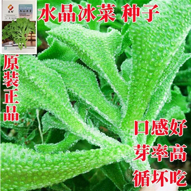 【今年新种】四季水晶冰菜种子冰菜籽种冰草菜籽阳台稀有蔬菜野菜