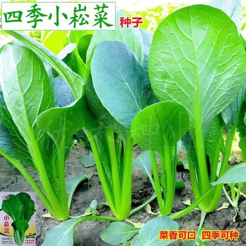 【今年新种】小松菜种子甜脆一年四季速生青梗菜青松菜蔬菜种子