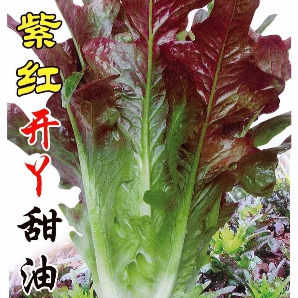 紫红开叉油麦菜种子红尖叶甜麦菜四季播耐热无斑速生叶子菜红麦菜