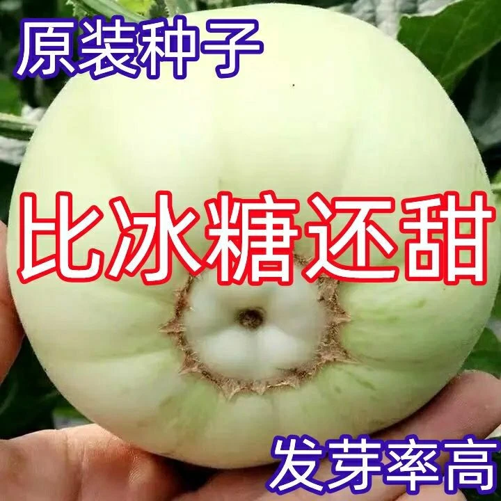 【超甜】甜瓜种子香瓜种子冰糖籽甜瓜种籽四季香瓜种子白沙密香瓜