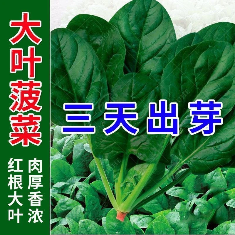 【可越冬】菠菜种子圆大叶菠菜籽高产耐热耐高温菠菜种籽四季蔬菜