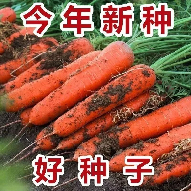 【今年新种】红胡萝卜种子高产九寸三红萝卜籽春秋萝卜种四季蔬菜