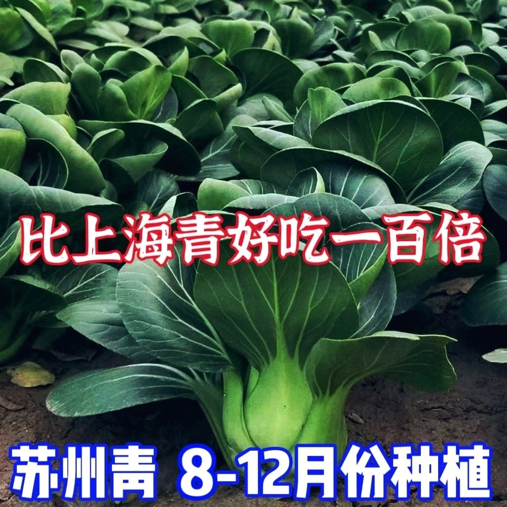 矮脚苏州青种黑叶上海青青梗菜高梗白菜小青菜鸡毛菜农家自种蔬菜
