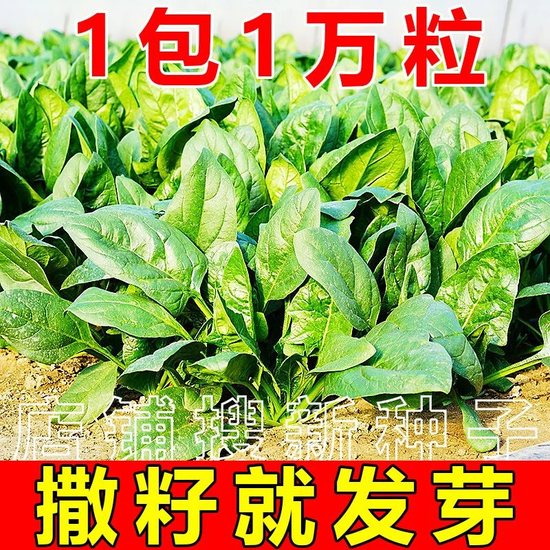 菠菜种种子红根大叶原生态菠菜种籽四季盆栽种植耐寒耐热蔬菜种子