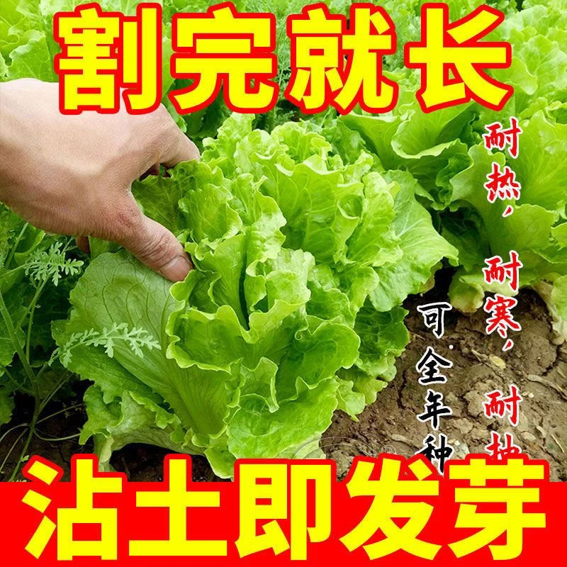 四季全年耐抽苔生菜种子甜脆生吃生菜种籽阳台四季盆栽秋冬季蔬菜