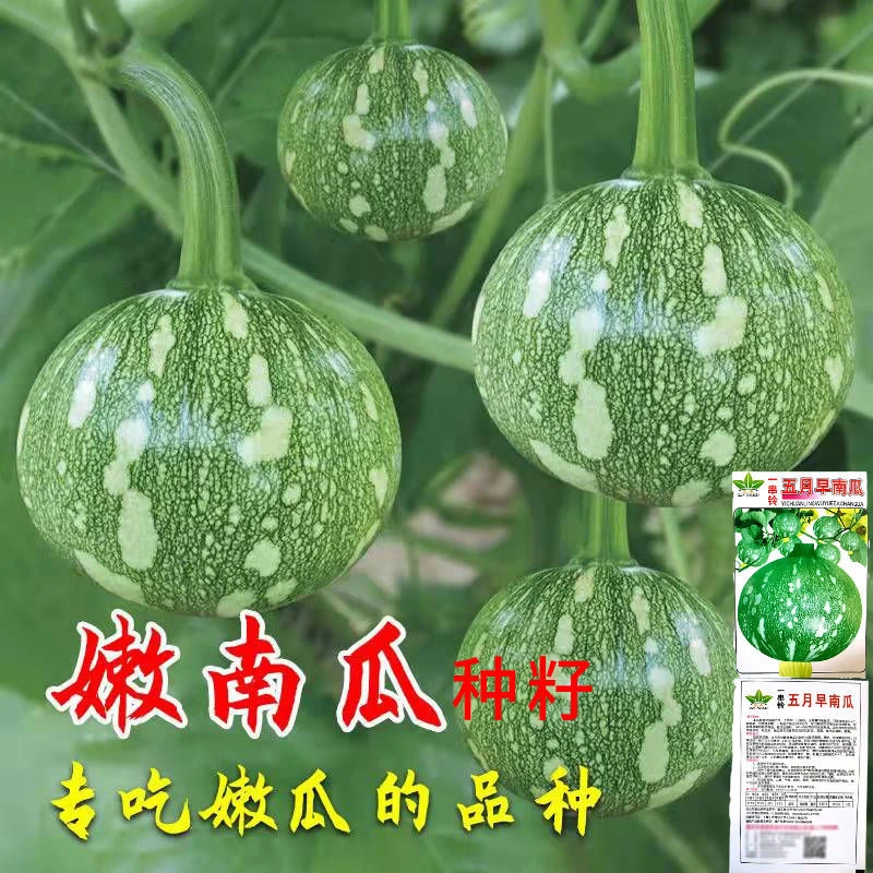 早熟小南瓜种子 一串铃南瓜种籽 高产菜用青瓜春夏秋季易种蔬菜种