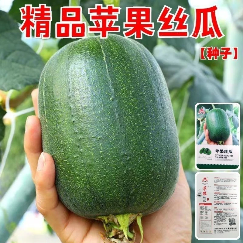 苹果丝瓜种子迷你小丝瓜苹果丝瓜籽蔬菜种子春秋播家庭庭院种菜籽