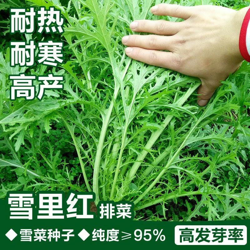 雪里红种子细叶雪里蕻农家雪菜籽春不老蔬菜种子排菜高产香青菜