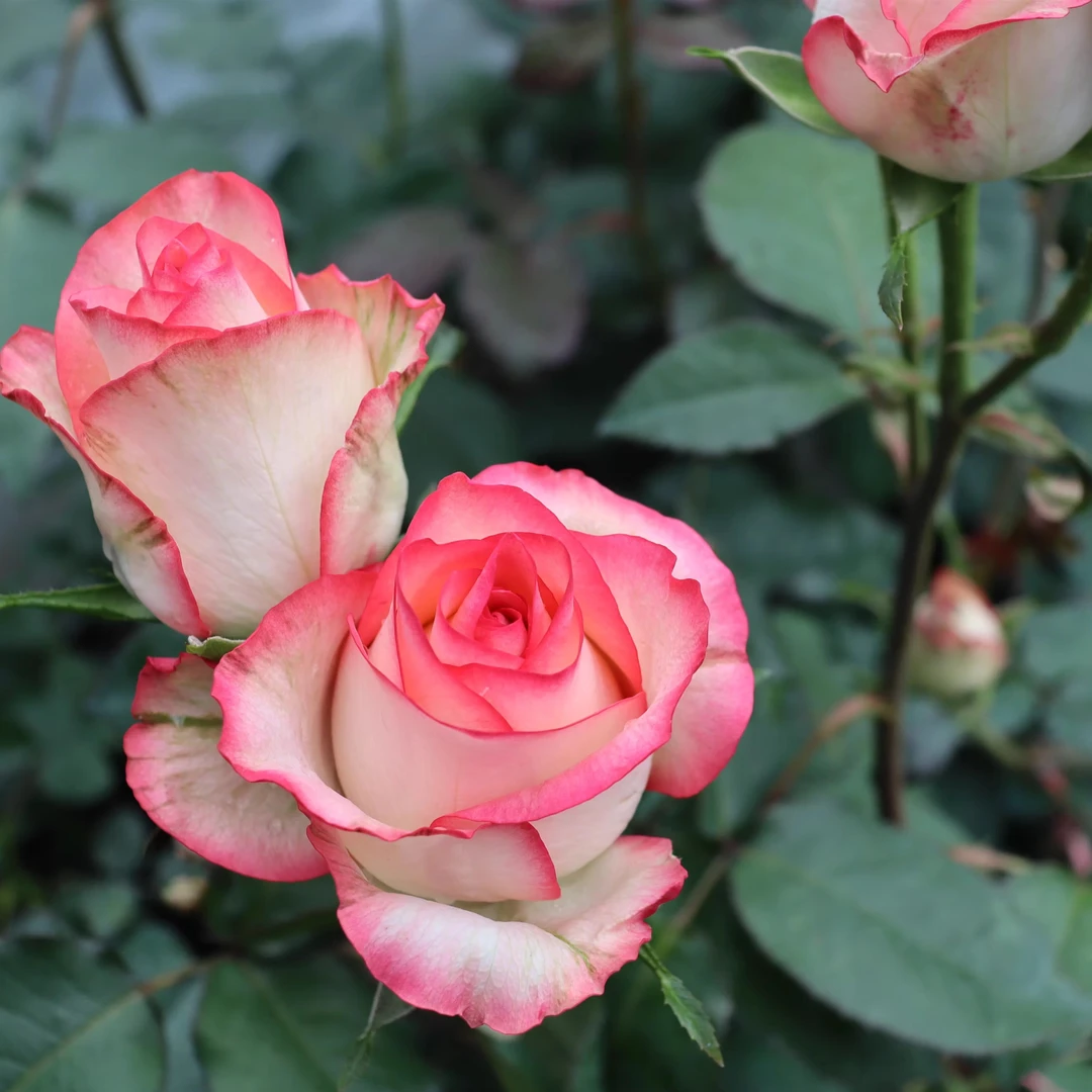 艾莎朱米莉亚中苗 新品大花切花 玫瑰花苗 盆栽绿植 庭院花卉