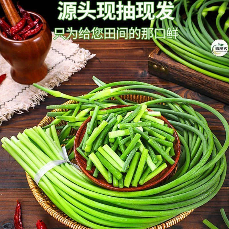 东台新鲜蒜苔现摘现发