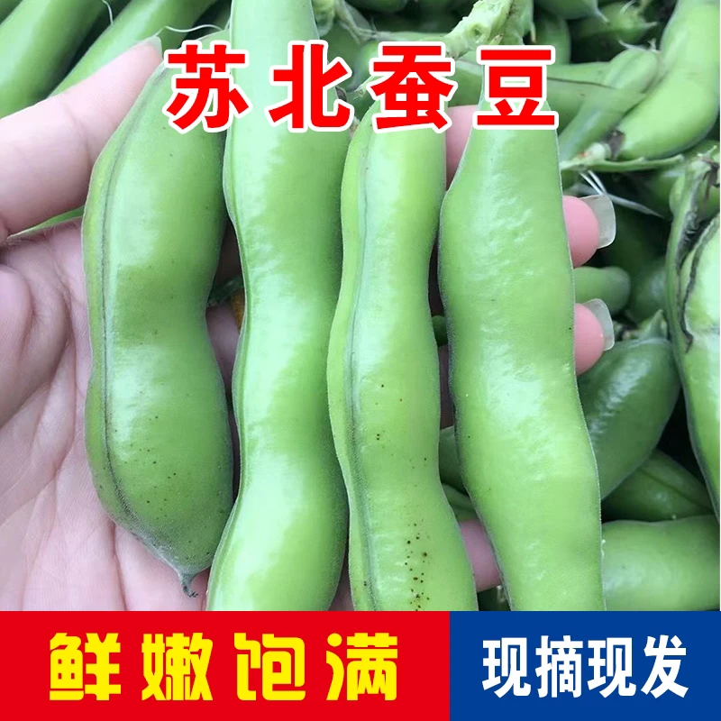 苏北东台新鲜大蚕豆现摘现发