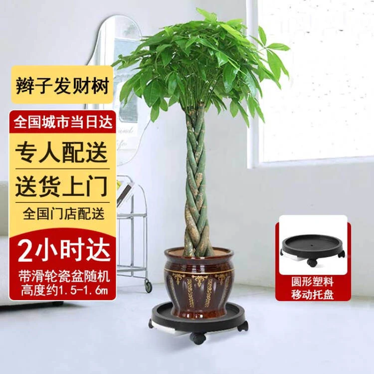 【两小时达】发财树盆栽大型植物绿植办公室内客厅盆栽滑轮组合鲜花小时达