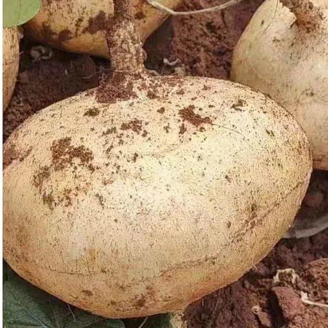 2025年贵州安顺镇宁地罗卜新鲜沙土种植脆甜地瓜凉薯现挖水果12