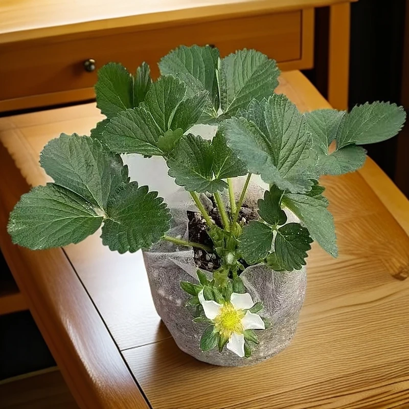 【带花带果】四季奶油草莓苗盆栽懒人养殖盆栽