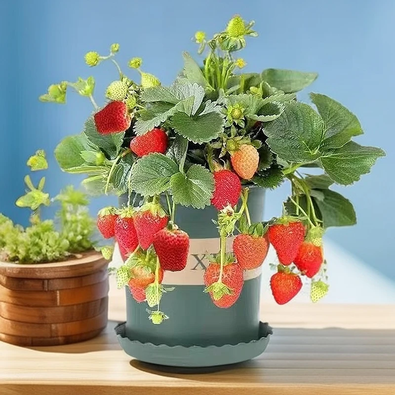 【带花带果】四季奶油草莓苗盆栽懒人养殖盆栽