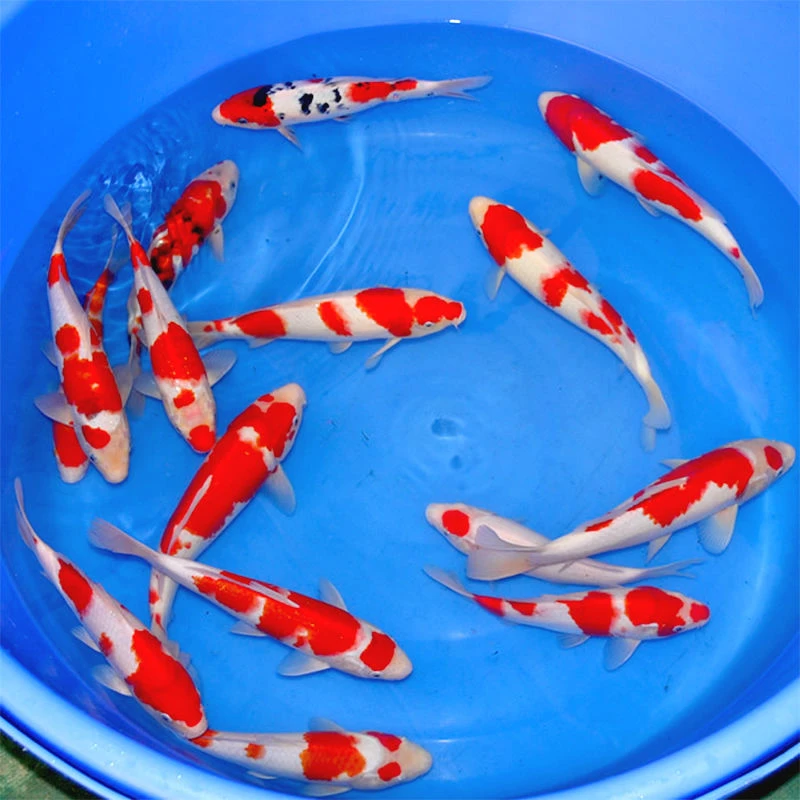 锦鲤观赏鱼红白三色龙系辉龙大正孔雀秋翠昭和菲写冷水鱼好养耐活