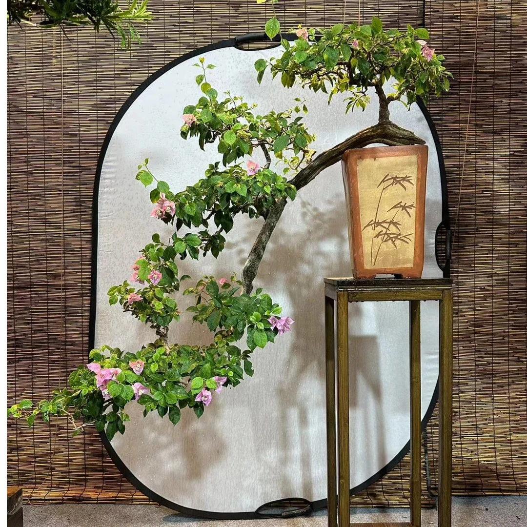 三角梅悬崖盆景（一物一拍） 请勿盲目下单