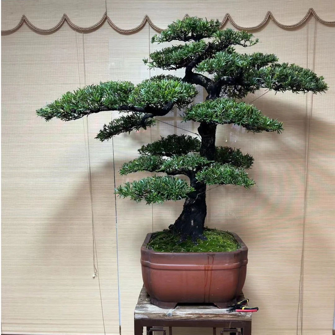 雀舌罗汉松  迎客松盆景