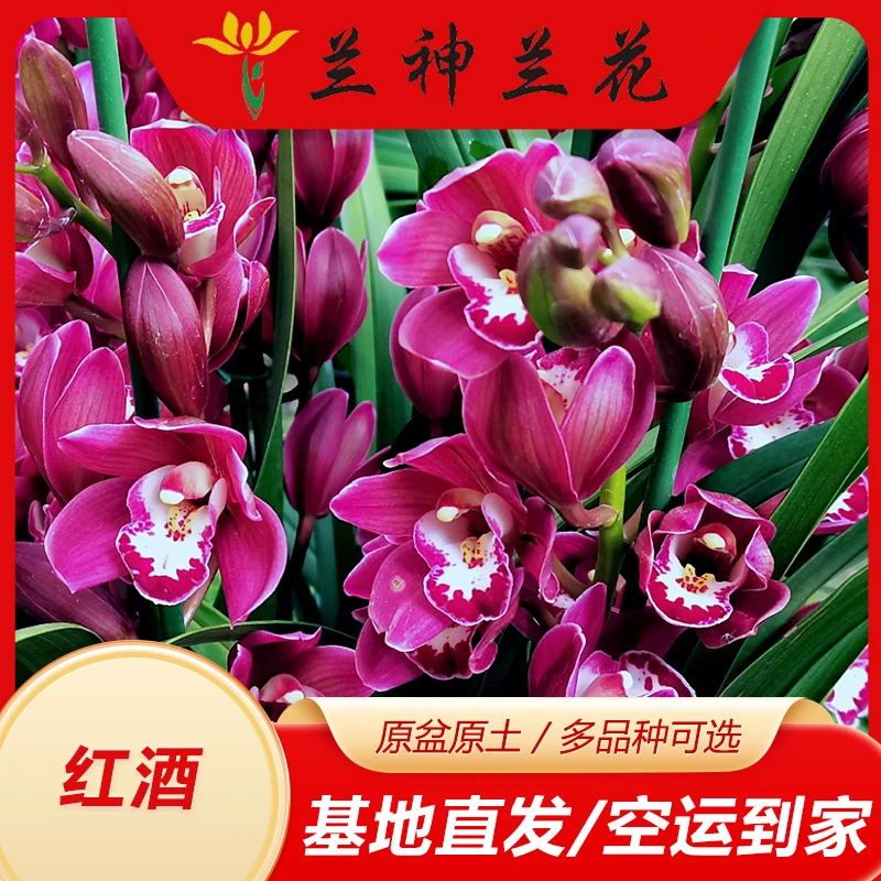 兰神兰花【小红酒/大花蕙兰】 年宵花 绿植花卉 年底开花红色花