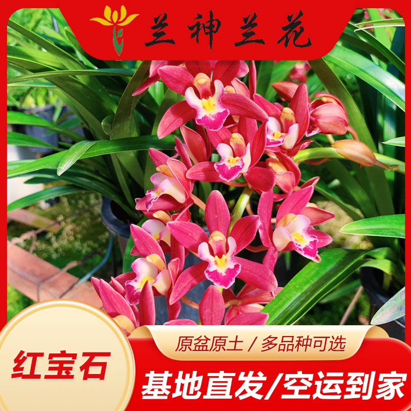 兰神兰花红双喜清香型杂交兰带花发货原盆原土基地直发