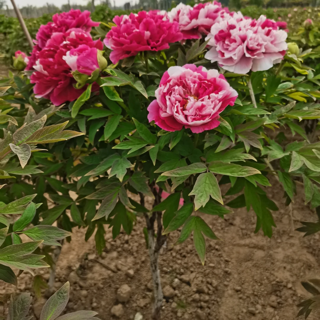 独杆牡丹品种：岛锦（现在拍下秋季发货）先发购销合同