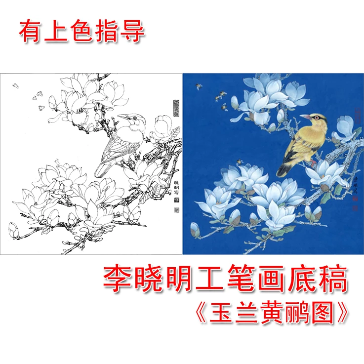 高清李晓明工笔花鸟白描底稿玉兰黄鹂图带步骤图文字说明底稿L173