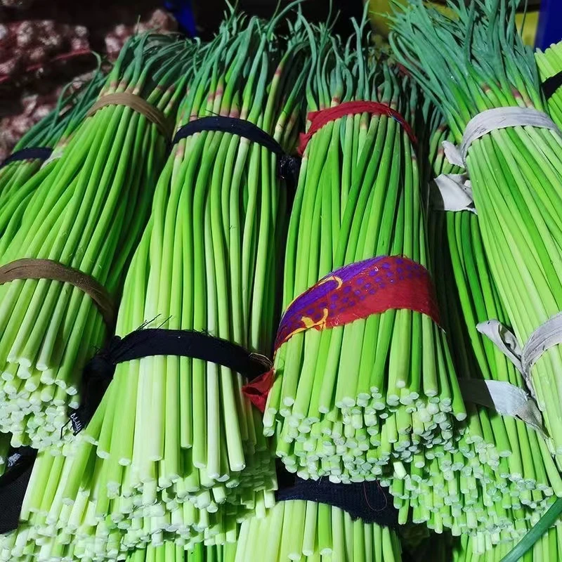 【农家土蒜苔买3斤送2斤】农家自种新鲜蒜苔河南产地直发25cm+