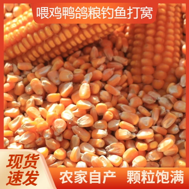 玉米粒玉米猪饲料玉米粒鸡饲料鸽粮钓鱼玉米饲料干玉米粒玉米鸽粮