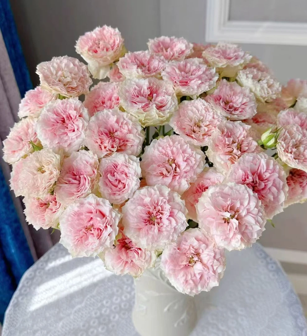 【小慧甄选】情迷罗拉多头玫瑰--云南直发--新鲜优选鲜花