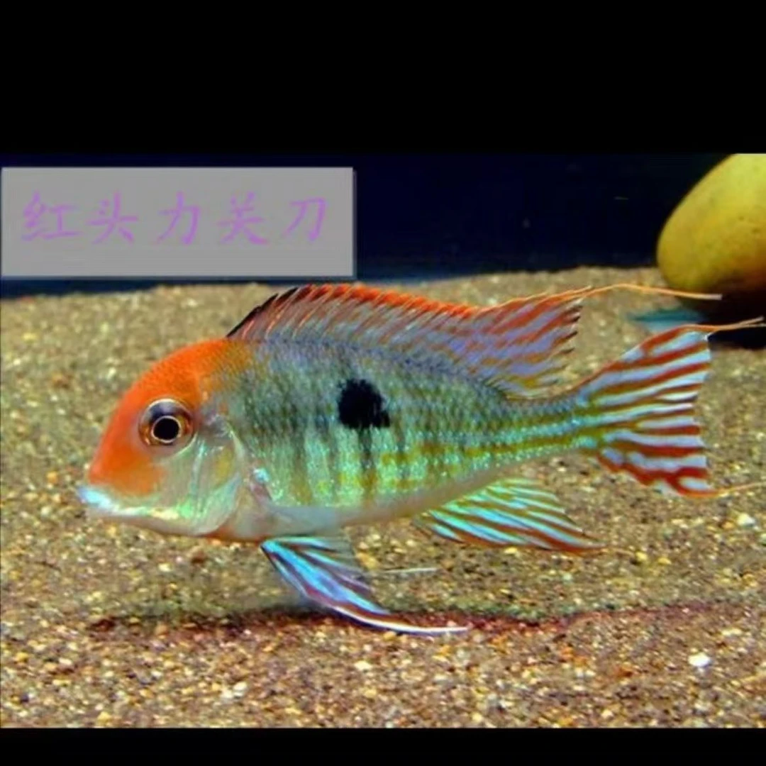 红头力关刀鱼食土鲷1条7厘米以上
