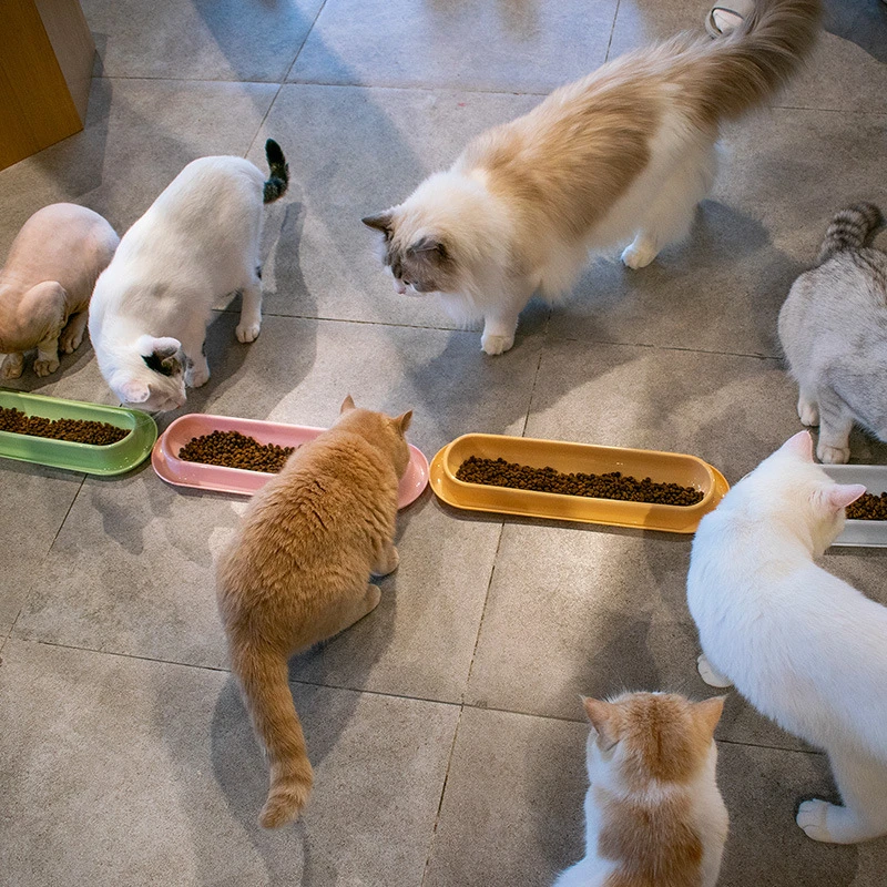 猫碗多猫共餐碗猫食盆宠物斜口长条猫碗宠物喂食器幼猫喂食器可爱