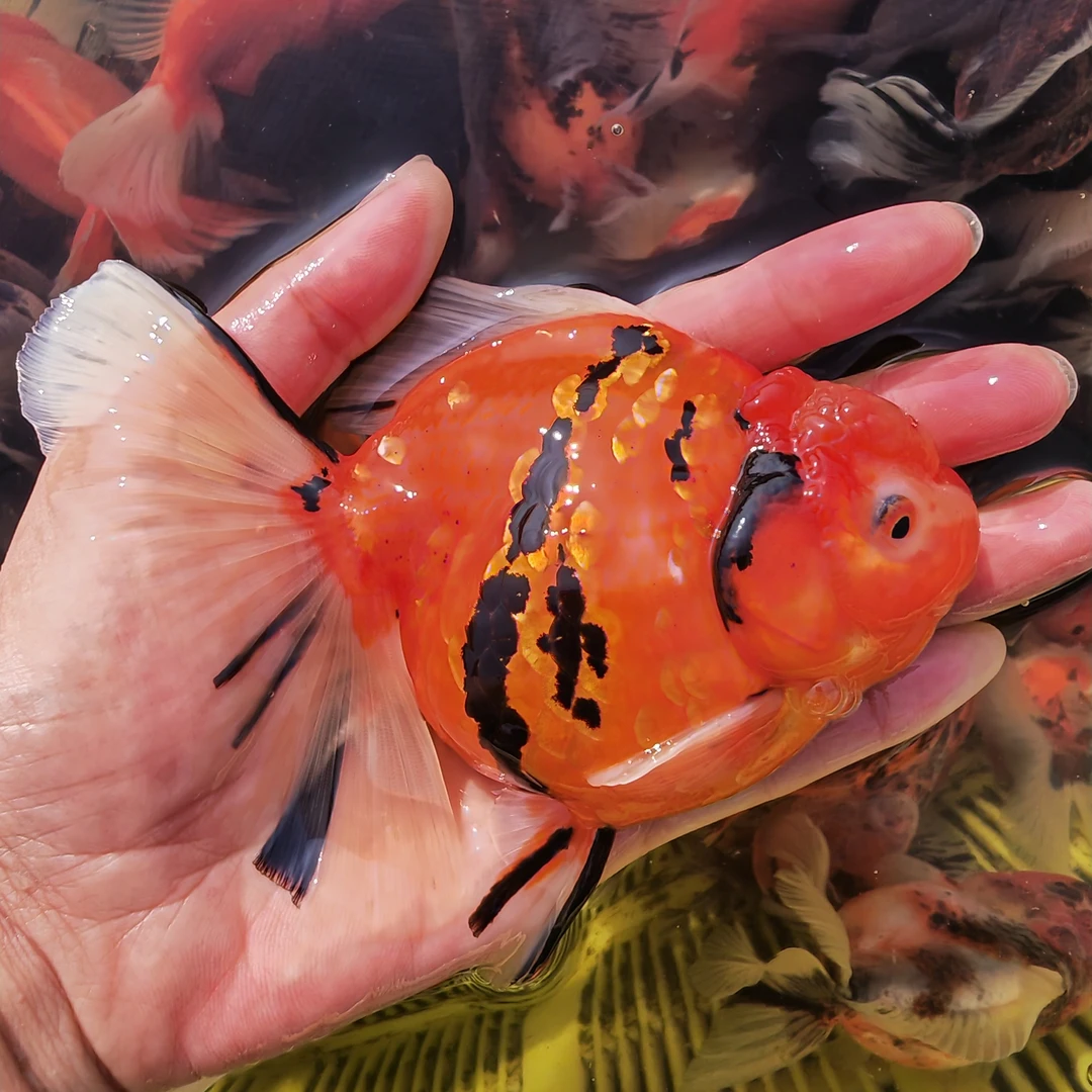 金鱼花将军花泰狮百褶玛丽