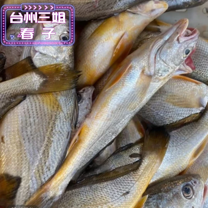 《台州三姐》东海野生黄山 海鲜黄姑鱼春子(规格重量以直播间为准)