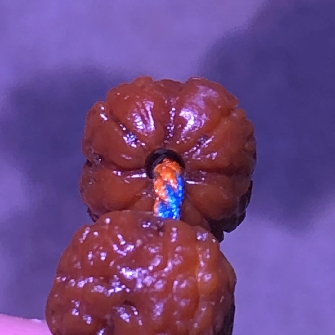 4瓣毒药龙鳞纹单圈手串原生态尺寸9左右