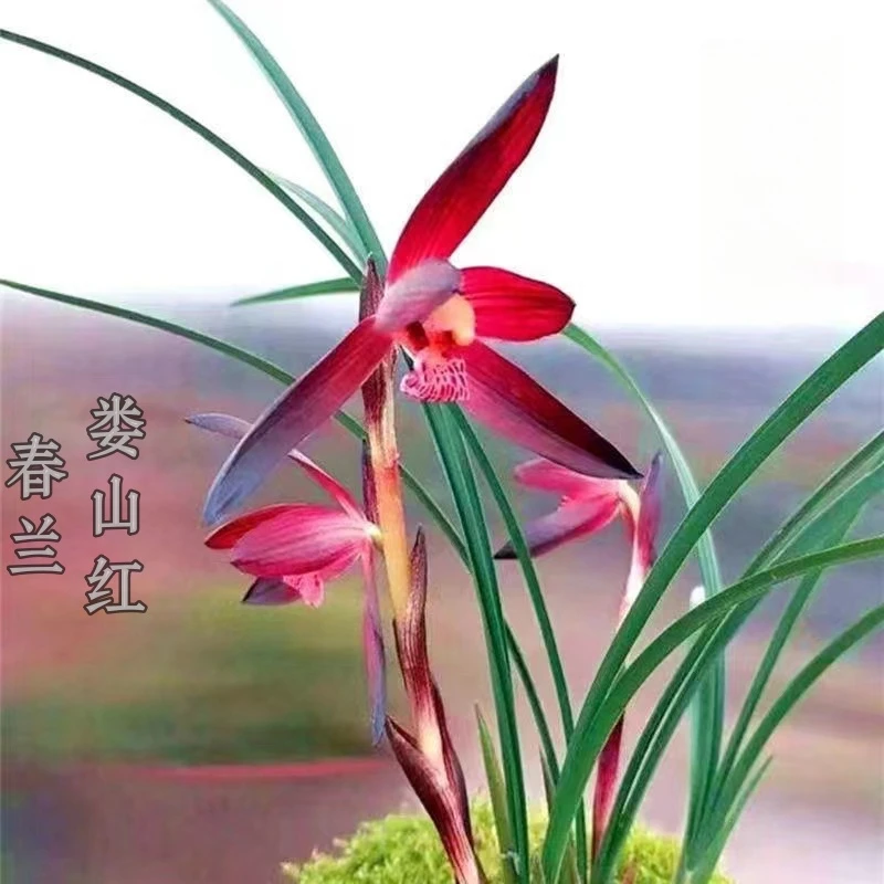 娄山红-春兰组培小苗-硬化3-5个月-15厘米左右-连体3苗-开品正香