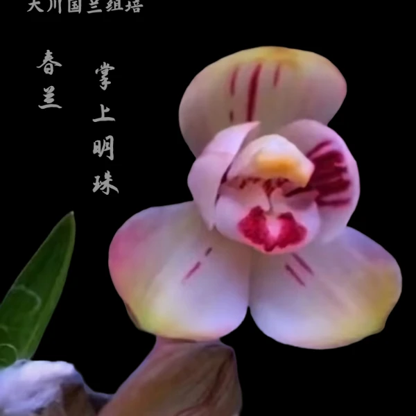 掌上明珠-春兰组培小苗-硬化3-5个月10-15厘米-连体3苗-开品正香