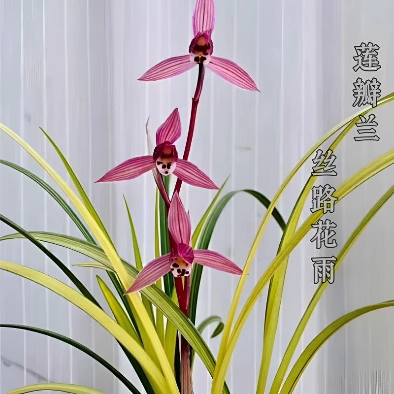 丝路花雨-莲瓣兰艺草-组培小苗-花艺双全-开品正-开品香
