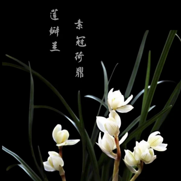 素冠荷鼎-莲瓣兰组培苗-硬化3-5个月13厘米左右-连体3苗-开品正香