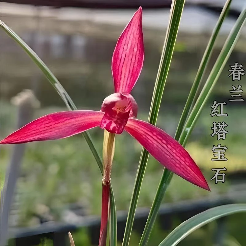 红塔宝石-春兰组培苗-硬化3-5个月-15厘米左右-连体3苗-开品正香
