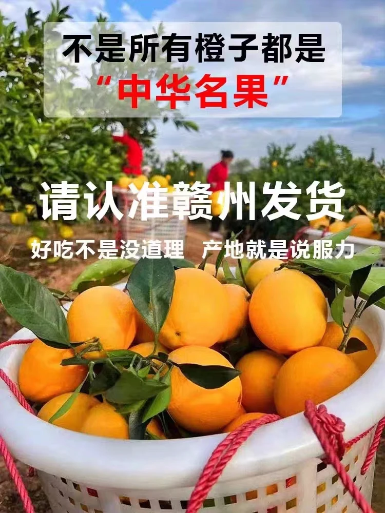 粉丝专享 富硒脐橙专属 ）精品果甜爆汁 新鲜现摘饱满多汁坏果包赔