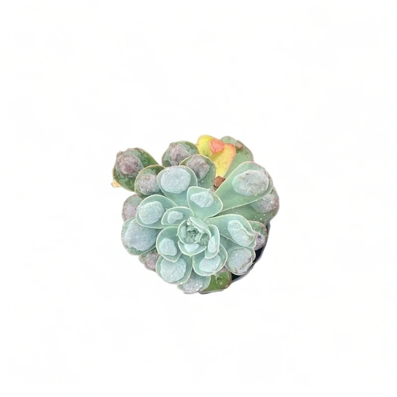 佳丽园艺 单头雨滴。多肉植物   综合链接   冬季夏季耐寒晚上