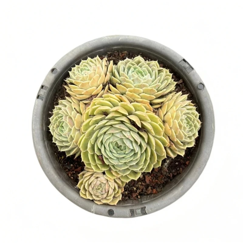 佳丽园艺 大群昂斯诺多肉植物 综合链接   耐寒晚上施肥换土