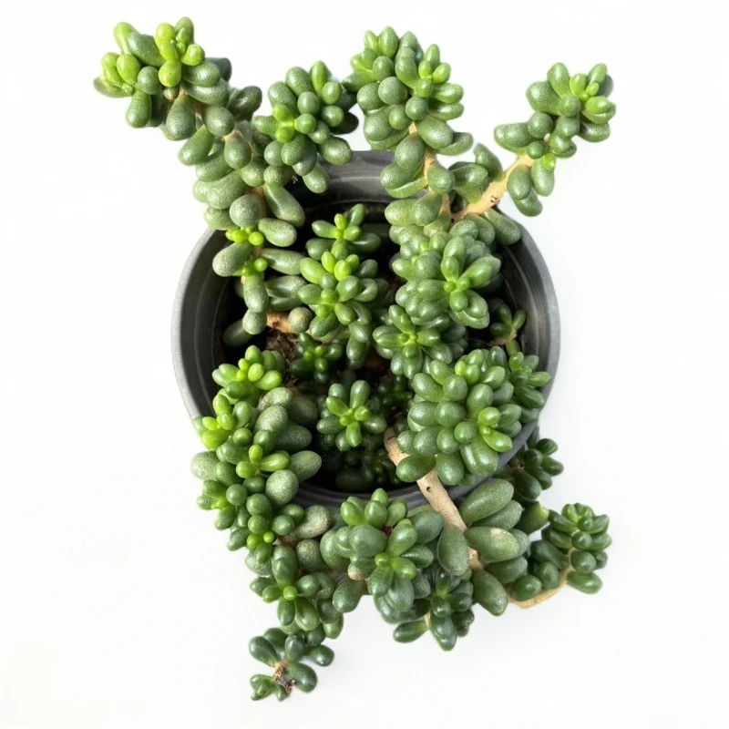 佳丽园艺 绿龟卵多肉植物   综合链接   冬季耐寒晚上施肥换土