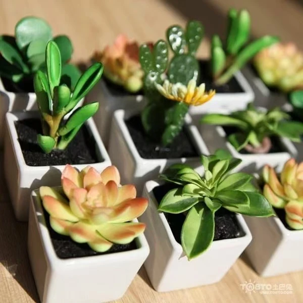 佳丽园艺  地栽芒果奶  多肉植物   综合链接