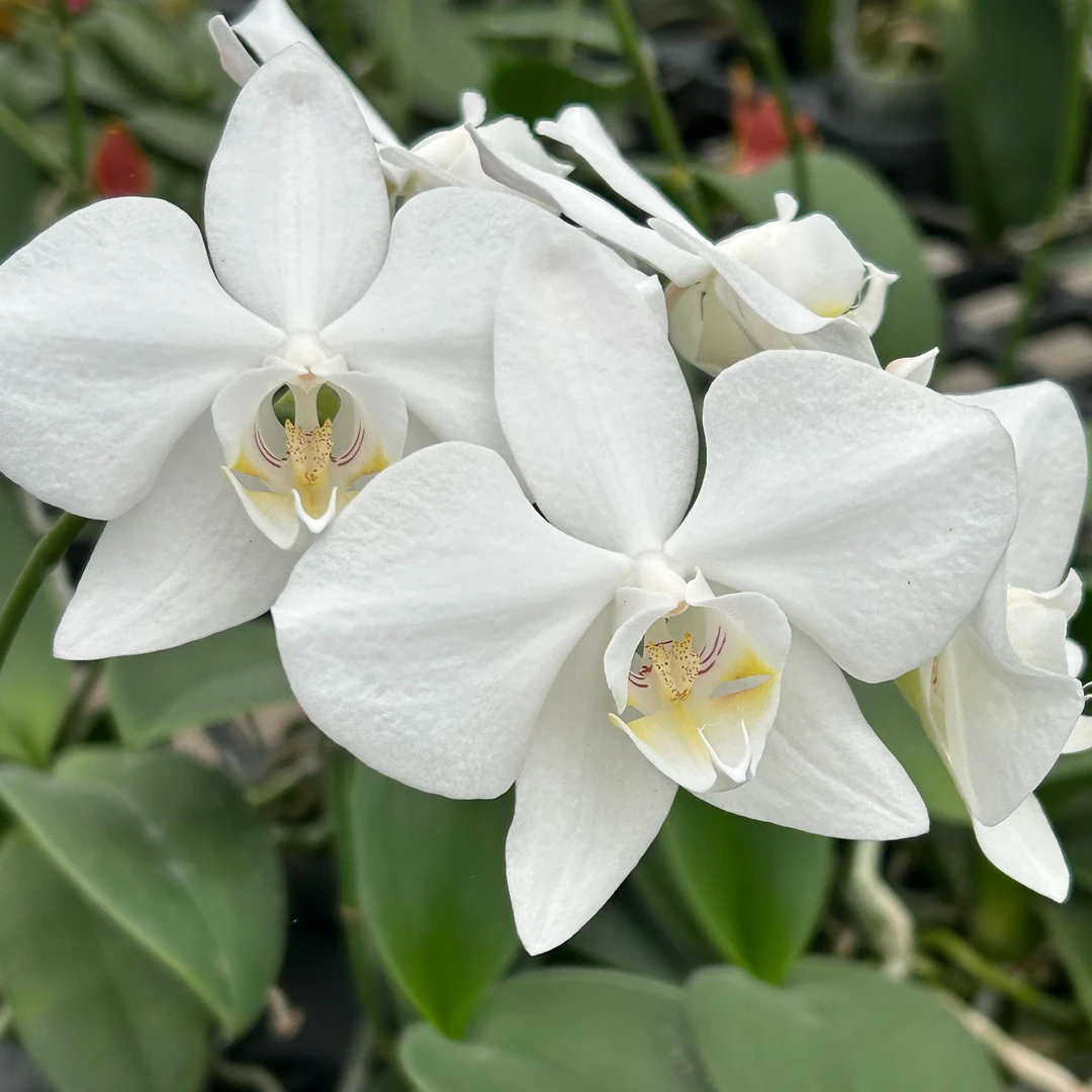 【整十】趣味珍奇蝴蝶兰香味花卉好养室内盆栽基地直发