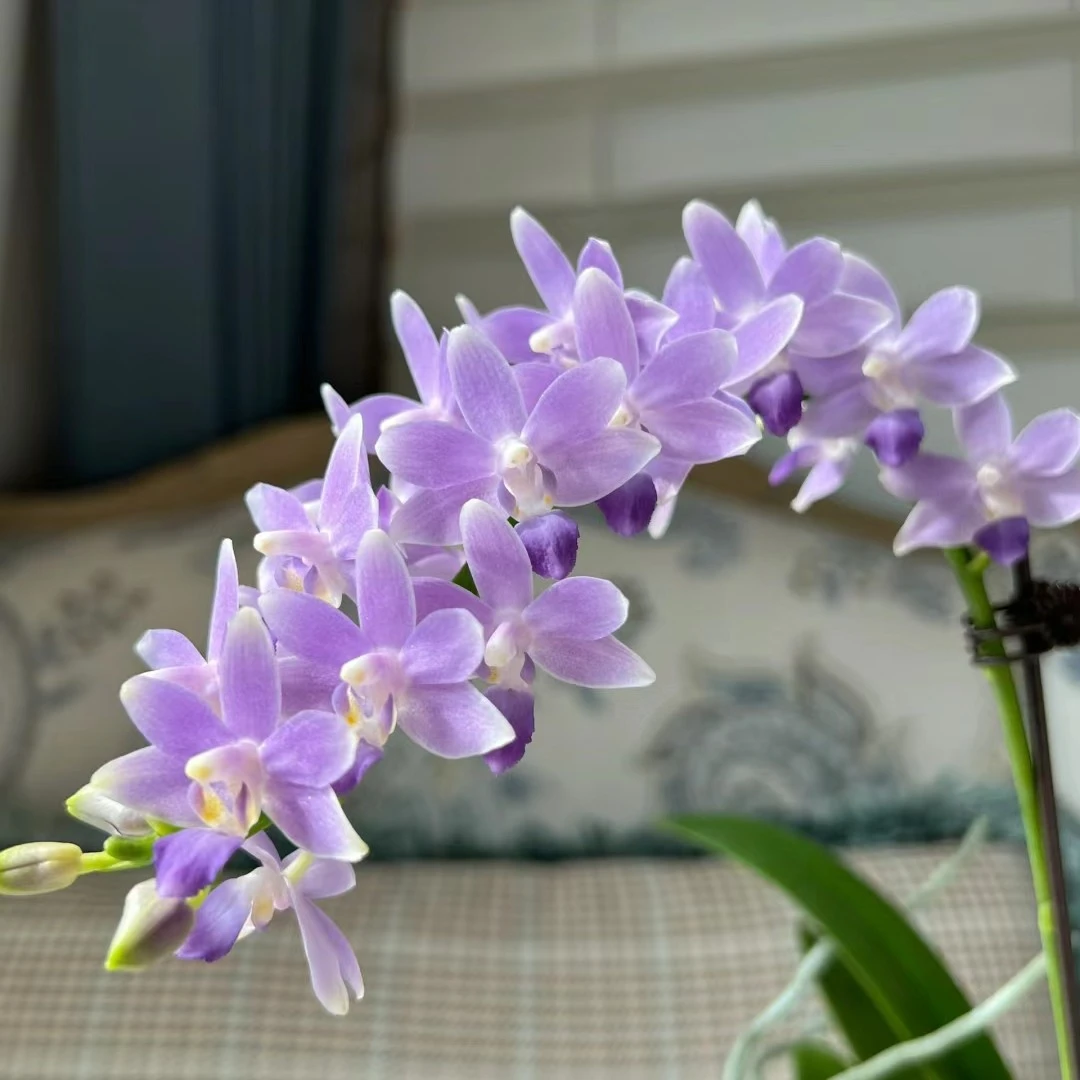 原生种蝴蝶兰【蓝星】赏花闻香高端兰花好的养室内盆栽绿植