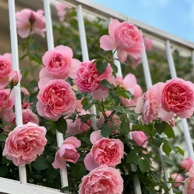 特价舍农索城堡的女人大花浓香多季开1.5左右