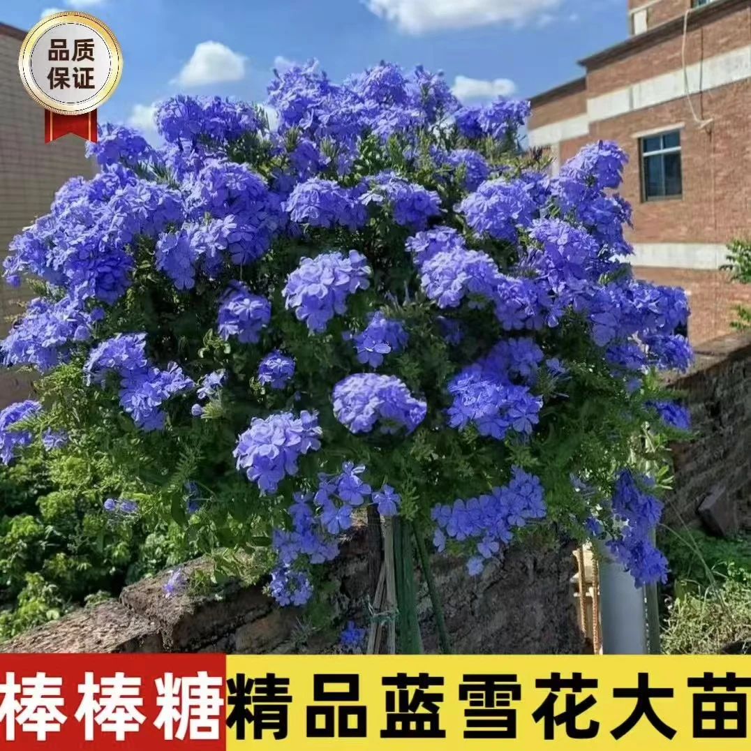 蓝雪花棒棒糖阳台庭院好养爬藤植物带花苞原土原盆发货耐热勤花